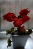 img014.jpeg.small.jpeg