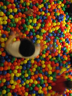 008-img_7464.jpg.medium.jpeg