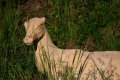 008-img_8888.jpg.small.jpeg