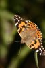 016-img_0180.jpg.small.jpeg