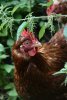 018-img_0197.jpg.small.jpeg