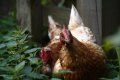 019-img_0200.jpg.small.jpeg
