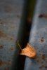 021-img_0207.jpg.small.jpeg