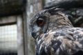 027-img_0240.jpg.small.jpeg