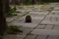 028-img_0243.jpg.small.jpeg