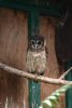 029-img_0249.jpg.small.jpeg