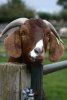 031-img_0260.jpg.small.jpeg
