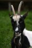 034-img_0280.jpg.small.jpeg