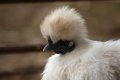 037-img_0297.jpg.small.jpeg