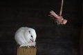 038-img_0301.jpg.small.jpeg