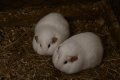 039-img_0302.jpg.small.jpeg