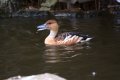 042-img_0314.jpg.small.jpeg