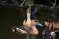 043-img_0315.jpg.small.jpeg