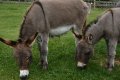 045-img_0322.jpg.small.jpeg