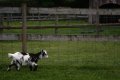 046-img_0327.jpg.small.jpeg