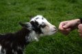 047-img_0331.jpg.small.jpeg