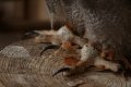 048-img_0349.jpg.small.jpeg