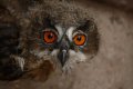 049-img_0353.jpg.small.jpeg