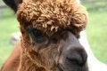 053-img_0383.jpg.small.jpeg