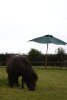 055-img_0390.jpg.small.jpeg