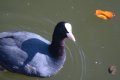 009-img_3856.jpg.small.jpeg