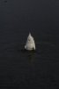 009-img_6600.jpg.small.jpeg