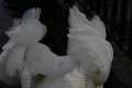 010-img_6623.jpg.small.jpeg