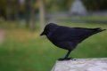012-img_6633.jpg.small.jpeg