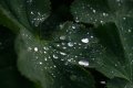 018-img_6688.jpg.small.jpeg