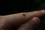 028-img_2375.jpg.small.jpeg