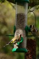 011-img_6667.jpg.small.jpeg