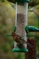 012-img_6688.jpg.small.jpeg