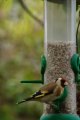 021-img_6736.jpg.small.jpeg