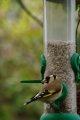 022-img_6741.jpg.small.jpeg