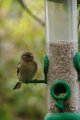 023-img_6744.jpg.small.jpeg