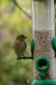 024-img_6745.jpg.small.jpeg