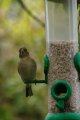 025-img_6746.jpg.small.jpeg