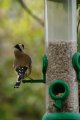 026-img_6759.jpg.small.jpeg