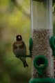 027-img_6794.jpg.small.jpeg