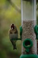 028-img_6801.jpg.small.jpeg
