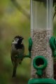 029-img_6811.jpg.small.jpeg