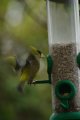 034-img_6838.jpg.small.jpeg
