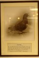 012-img_6943.jpg.small.jpeg