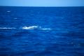 img010.jpeg.small.jpeg