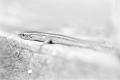 img013.jpeg.small.jpeg