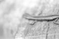img019.jpeg.small.jpeg