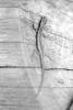 img023.jpeg.small.jpeg