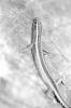 img025.jpeg.small.jpeg