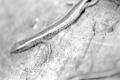 img027.jpeg.small.jpeg