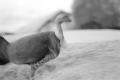 img015.jpeg.small.jpeg